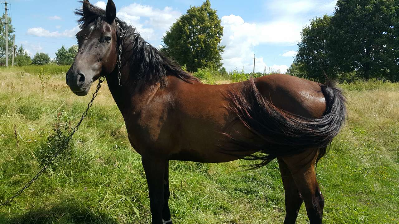 зоосвіт - Горішнє