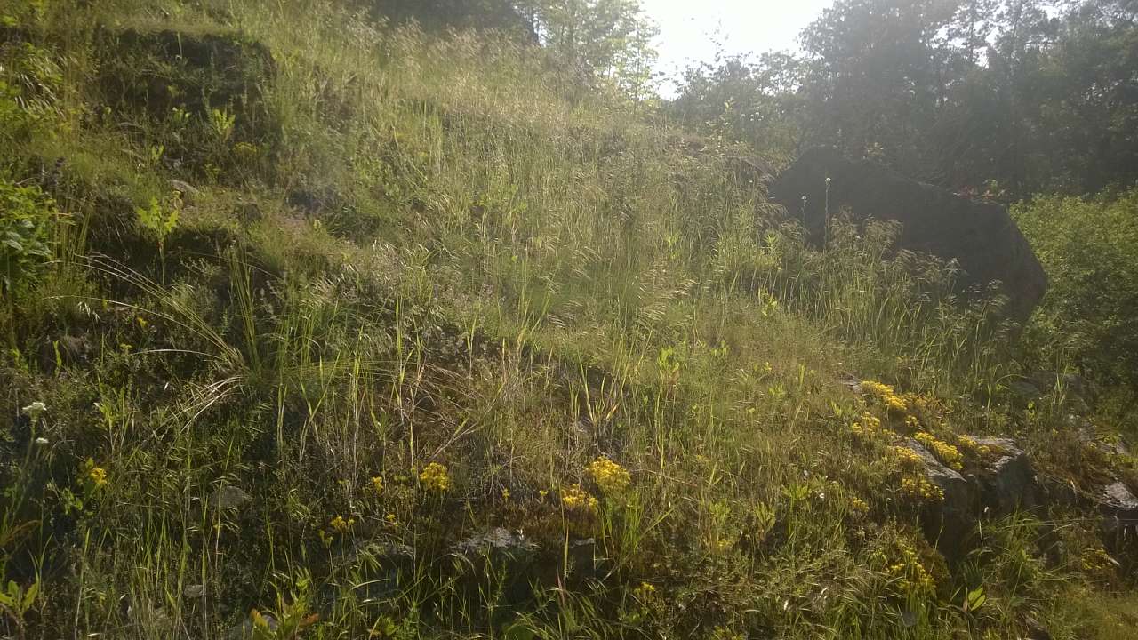 Літо в Скалі - Скала