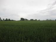 Черепашинці з panoramio.com