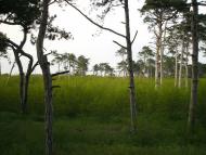 Цюрупинськ з panoramio.com (ч.2)