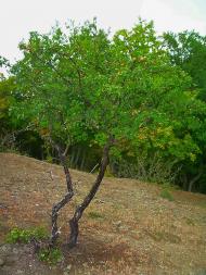 Нагірне з panoramio.com