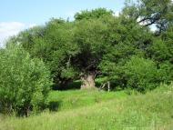 Борщівка з panoramio.com