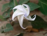 Малоріченське з panoramio.com