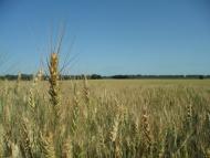 Сніжна з panoramio.com