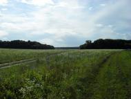 Борщівка з panoramio.com