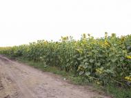 Духанівка з panoramio.com