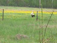 Курганці з panoramio.com