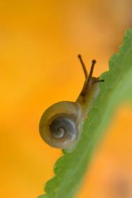 Білий Камінь з panoramio.com