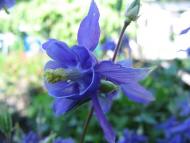 Золоте з panoramio.com