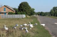 Бірки з panoramio.com