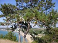 Піщане з panoramio.com