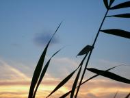 Козацьке - Останні фото