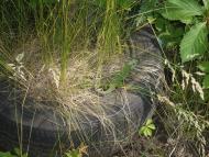 Іванівка - Останні фото