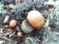 Троянівка - Останні фото