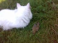 Камінь-Каширський з panoramio.com