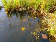 Ивачев Горишний - Последние фото