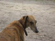 Седнів з panoramio.com