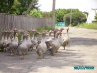 Свердловськ з panoramio.com