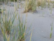 Білосарайська Коса з panoramio.com