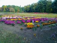 Кам'яне Поле з panoramio.com