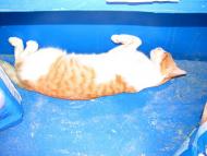 Щолкіне з panoramio.com