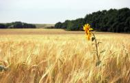 Бірки з panoramio.com