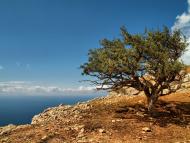 Кизилове з panoramio.com