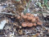 Яворів з panoramio.com