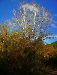 Куйбишеве з panoramio.com (ч.2)