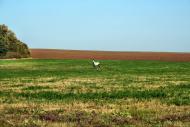 Олексіївка з panoramio.com