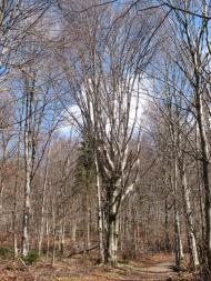 Стужиця з panoramio.com (ч.2)