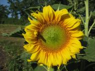 Ванчиківці з panoramio.com