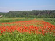 Михля з panoramio.com