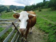 Баня-Березів з panoramio.com