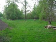 Галка з panoramio.com