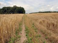 Борщів з panoramio.com