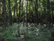 Борщівка з panoramio.com