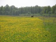 Курганці з panoramio.com