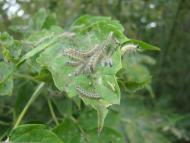 Пішки з panoramio.com