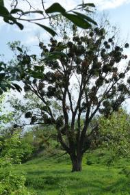 Бірки з panoramio.com