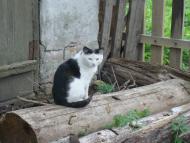 Ставчани з panoramio.com