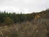 Довжик - Останні фото