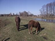 Степанівка з panoramio.com