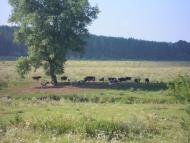 Михля з panoramio.com