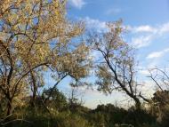 Кизилове з panoramio.com