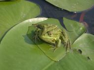 Цюрупинськ з panoramio.com (ч.2)