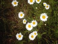 Любомль з panoramio.com