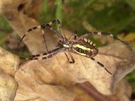 Петро-Михайлівка - Останні фото