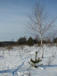 Мохначі з panoramio.com