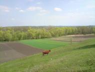 Зеленьки з panoramio.com